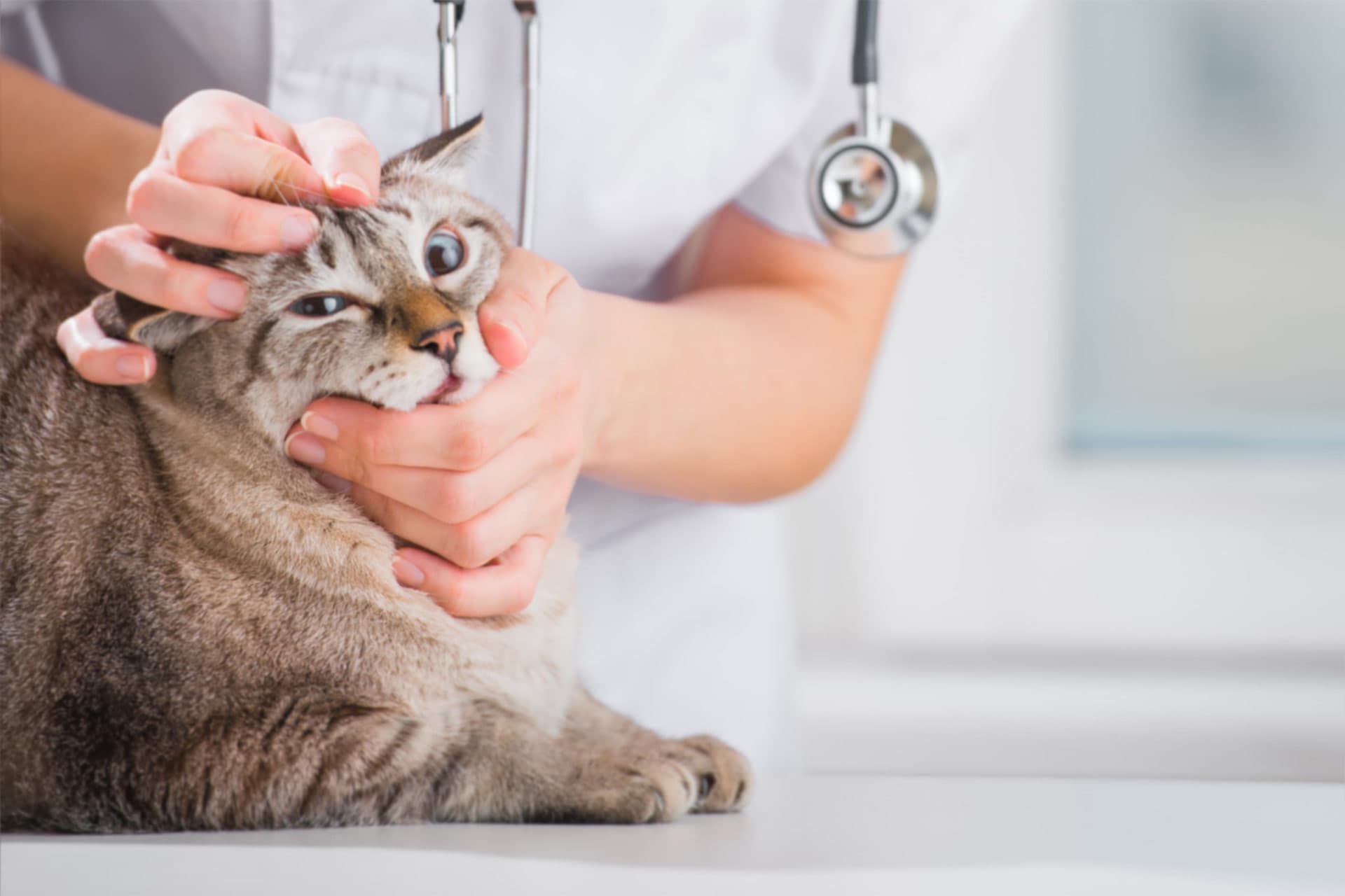 Adrisa, centro veterinario de referencia en la provincia de A Coruña