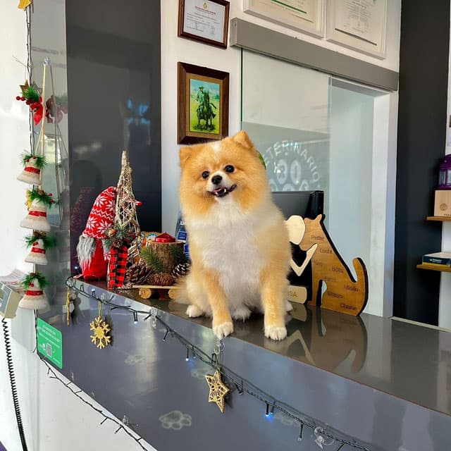 Prestaciones de nuestro centro veterinario