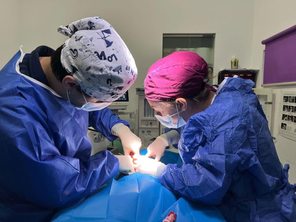 Cuidados veterinarios en Cee