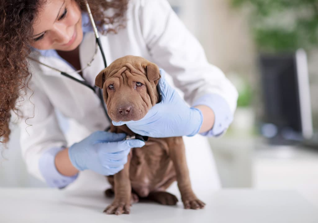 Servicio integral de salud animal