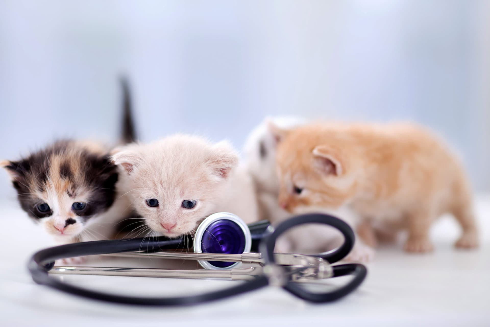 ¿Tienes una emergencia con tu mascota?